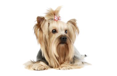 Studio shot of a lovely Yorkshire terrier lying and looking curiously with a cute ponytail
