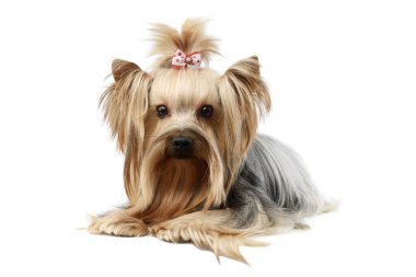 Studio shot of a lovely Yorkshire terrier lying and looking curiously with a cute ponytail