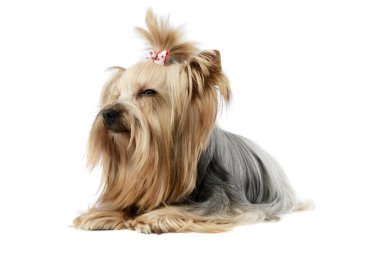 Studio shot of a lovely Yorkshire terrier lying and looking tired with a cute ponytail