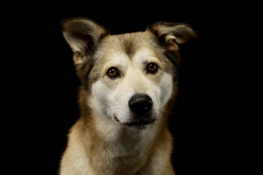Portrait of an adorable mixed breed dog with amber eyes looking curiously at the camera