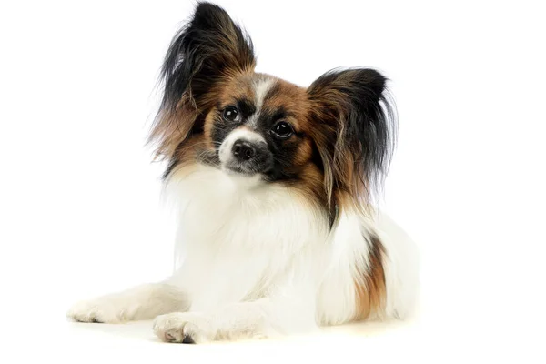 Studio Shot Adorable Papillon Lying Looking Curiously Camera — Fotografia de Stock