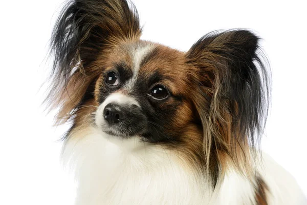 Portrait Adorable Papillon Looking Curiously — Stock fotografie