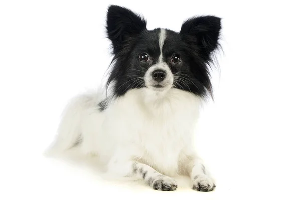 Studio Shot Adorable Papillon Lying Looking Curiously Camera — Stockfoto