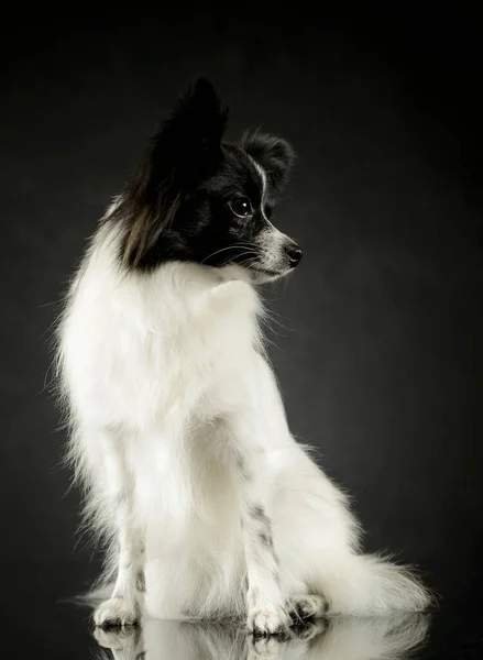 Studio Shot Adorable Papillon Sitting Looking Curiously — Stock Photo, Image