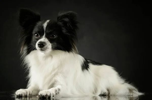 Studio Shot Adorable Papillon Lying Looking Curiously — 스톡 사진