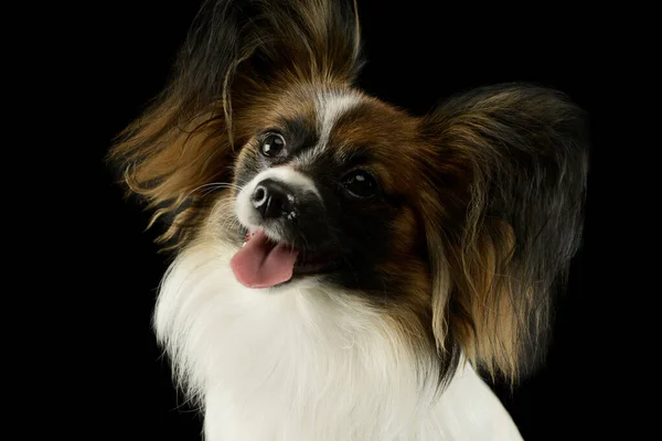 Portrait Adorable Papillon Looking Satisfied — 스톡 사진