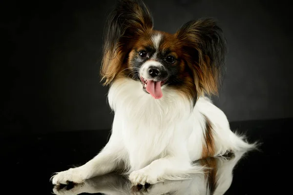 Studio Shot Adorable Papillon Lying Looking Satisfied — 스톡 사진