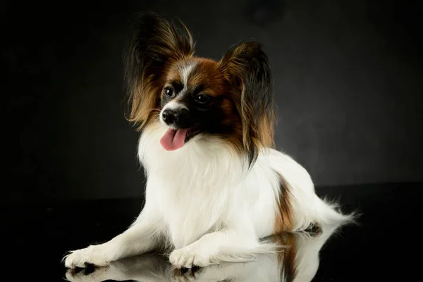 Studio Shot Adorable Papillon Lying Looking Satisfied — 스톡 사진