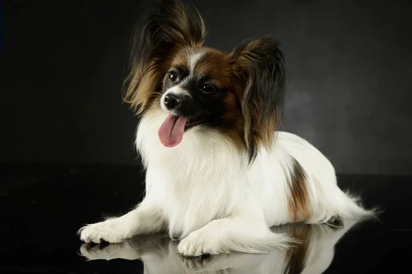 Studio Shot Adorable Papillon Lying Looking Satisfied — Stok fotoğraf