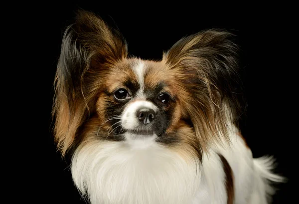 Portrait Adorable Papillon Looking Curiously Camera — 스톡 사진