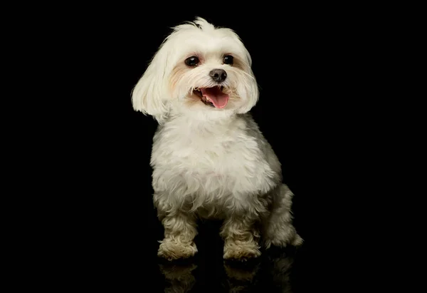 Studio Shot Adorable Maltese Standing Looking Satisfied — стокове фото