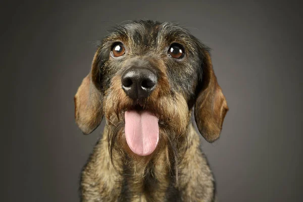 Portrait Adorable Dachshund Hanging Tongue — Φωτογραφία Αρχείου