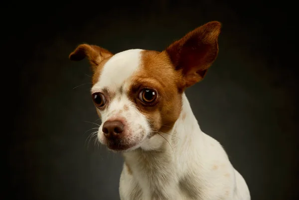 Retrato Adorable Chihuahua Mirando Curiosamente Cámara — Foto de Stock