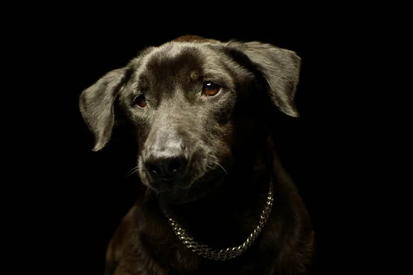 Portret Van Een Schattige Gemengde Ras Hond Kijken Verdrietig — Stockfoto