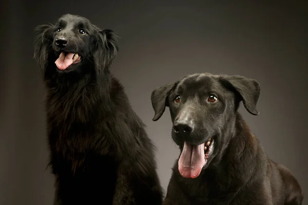 Πορτρέτο Των Δύο Αξιολάτρευτο Μικτή Φυλή Σκυλί Που Αναζητούν Ικανοποιημένοι — Φωτογραφία Αρχείου