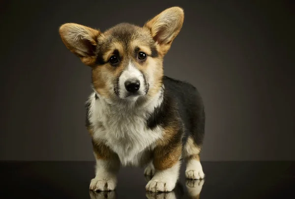 Studio Shot Adorable Corgie Standing Looking Curiously — Stock Photo, Image