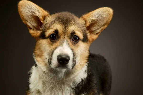 Portrait Adorable Corgie Looking Curiously Camera — Stock Photo, Image