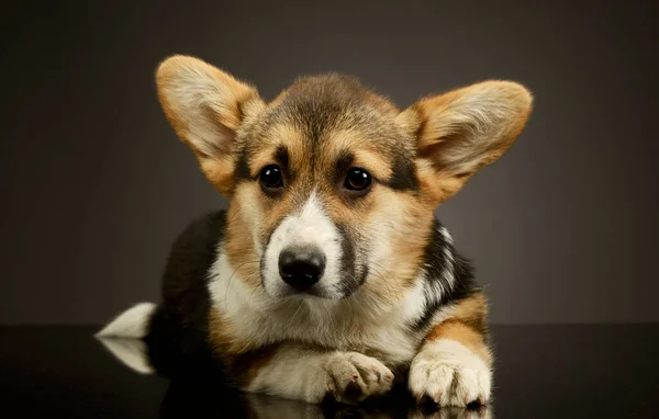 Studio Shot Adorable Corgie Lying Looking Curiously Camera — Stock Photo, Image