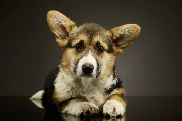 Studio Záběr Rozkošný Corgie Lhaní Zvědavě Dívá Kamery — Stock fotografie