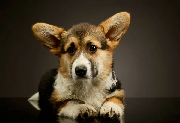 Studio Shot Adorable Corgie Lying Looking Curiously Camera — Foto Stock