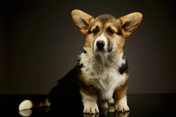 Studio Shot Adorable Corgie Sitting Looking Curiously Camera — Zdjęcie stockowe