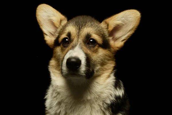 Portrait Adorable Corgie Looking Curiously Camera — Stok fotoğraf