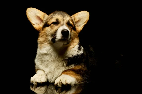 Studio Shot Adorable Corgie Lying Eyes Closed — Stock Photo, Image