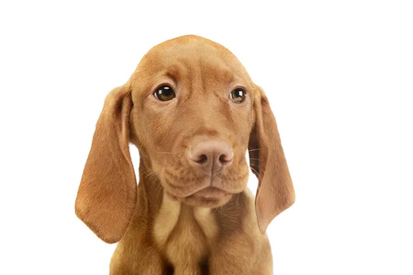 Portrait Lovely Magyar Vizsla Puppy Looking Sad — Stock fotografie