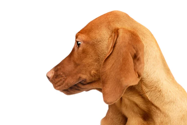 Portrait Lovely Magyar Vizsla Puppy Looking Curiously — Stock Photo, Image