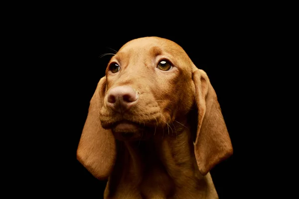 Portrait Lovely Magyar Vizsla Puppy Looking Curiously — Stock fotografie