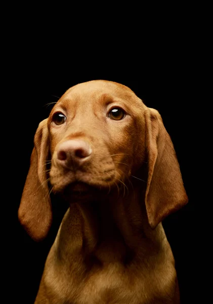 Portrait Lovely Magyar Vizsla Puppy Looking Curiously Camera — Stockfoto