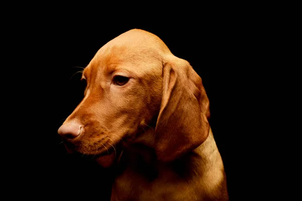 Portrait Lovely Magyar Vizsla Puppy Looking Curiously - Stock-foto
