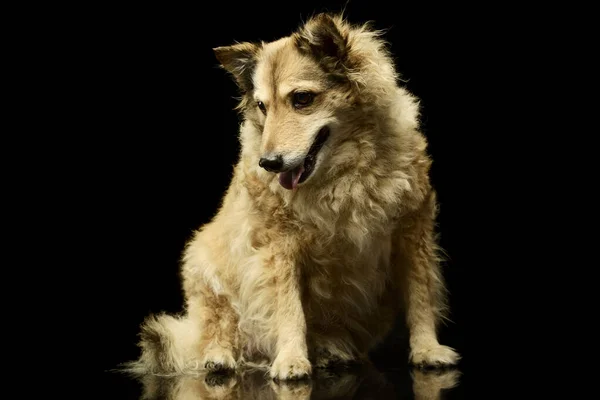 Estudio Disparo Perro Raza Mixta Adorable Sentado Mirando Satisfecho —  Fotos de Stock