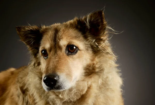 Retrato Perro Raza Mixta Adorable Mirando Curiosamente —  Fotos de Stock