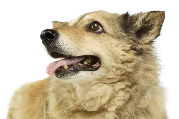 Portret Uroczego Mieszanego Psa Wyglądającego Zadowolonego — Zdjęcie stockowe