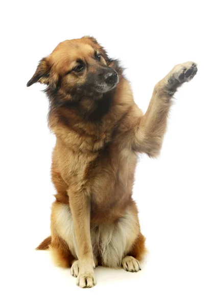 Студийный Снимок Очаровательной Собаки Смешанной Породы Сидящей Поднимающей Переднюю Ногу — стоковое фото