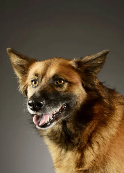 Портрет Восхитительной Собаки Смешанной Породы Выглядящей Довольной — стоковое фото