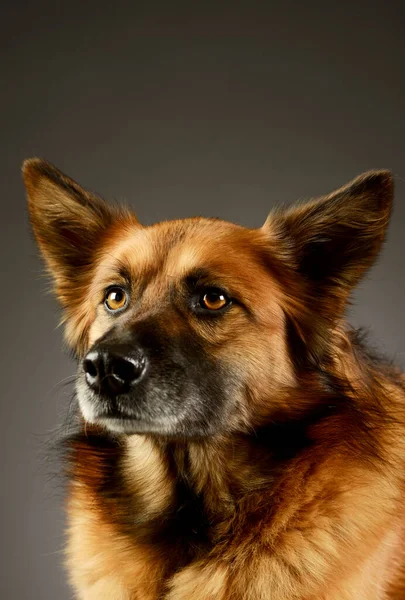 Retrato Cão Raça Mista Adorável Olhando Curiosamente — Fotografia de Stock