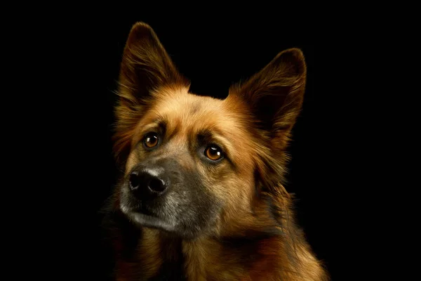 Retrato Cão Raça Mista Adorável Olhando Curiosamente Para Câmera — Fotografia de Stock