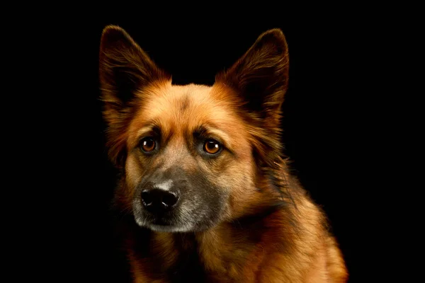 Portrait Adorable Mixed Breed Dog Looking Curiously Camera — Stock Photo, Image