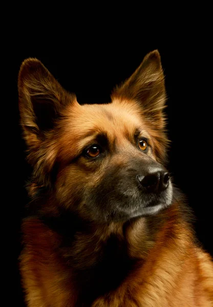 愛らしい混合種の犬の肖像画は悲しい見て — ストック写真