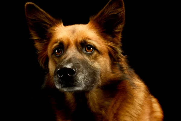 Portret Uroczego Mieszanego Psa Wyglądającego Ciekawie — Zdjęcie stockowe