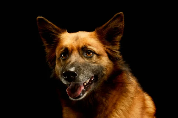 Porträtt Bedårande Blandras Hund Ser Nöjd — Stockfoto