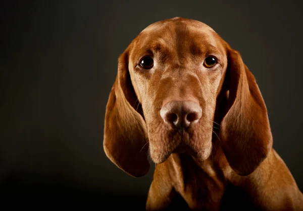 Portræt Yndig Magyar Vizsla Ser Nysgerrigt Kameraet - Stock-foto