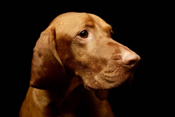 Portret Van Een Schattige Magyar Vizsla Die Nieuwsgierig Uitziet — Stockfoto