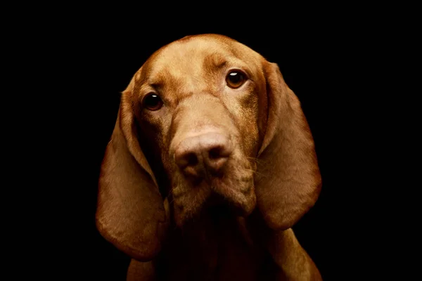 Portretul Unei Vizite Magyare Adorabile Privind Curios Camera Foto — Fotografie, imagine de stoc