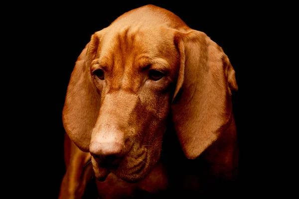 Portrait Adorable Magyar Vizsla Looking Sad — Stock fotografie