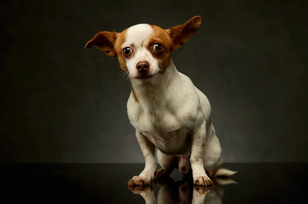 Estúdio Tiro Chihuahua Adorável Sentado Olhando Curiosamente Para Câmera — Fotografia de Stock