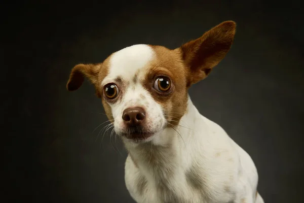 Portrait Lovely Chihuahua Looking Curiously Camera — Stock fotografie