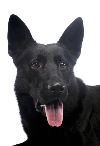 Πορτρέτο Ενός Υπέροχου Ποιμενικού Σκύλου Κρεμασμένη Γλώσσα — Φωτογραφία Αρχείου